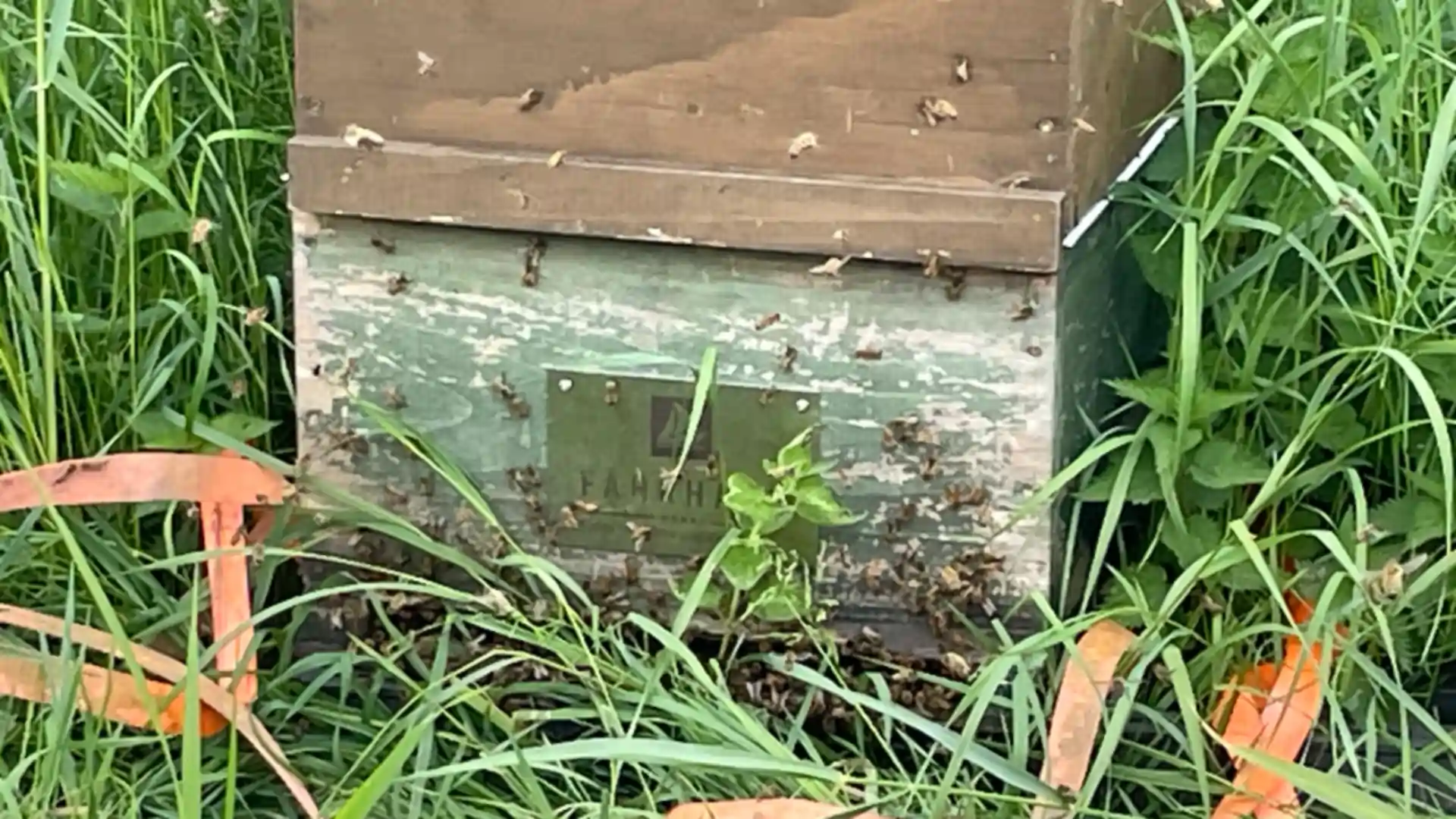 Die Bienen fliegen in der Beute mit Hotel Fährhaus Logo ein und aus