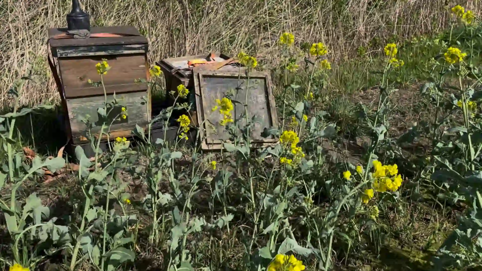 Unsere Bienenbeuten aus der Bienenpatenschaft