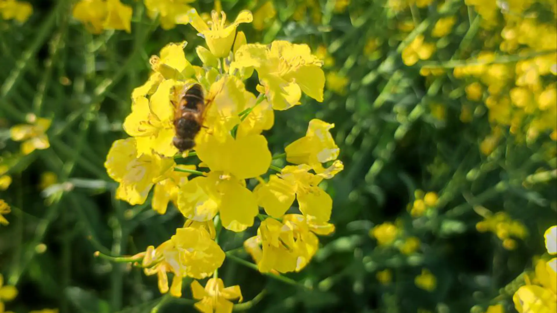 Biene auf der Rapsblüte
