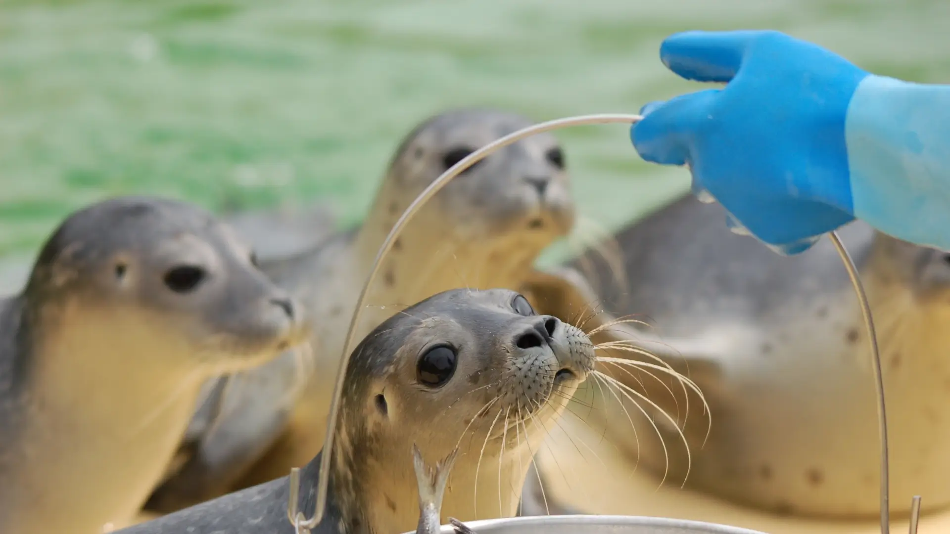 Heuler - Seehundkinder - bei Fütterung in der Seehundstation