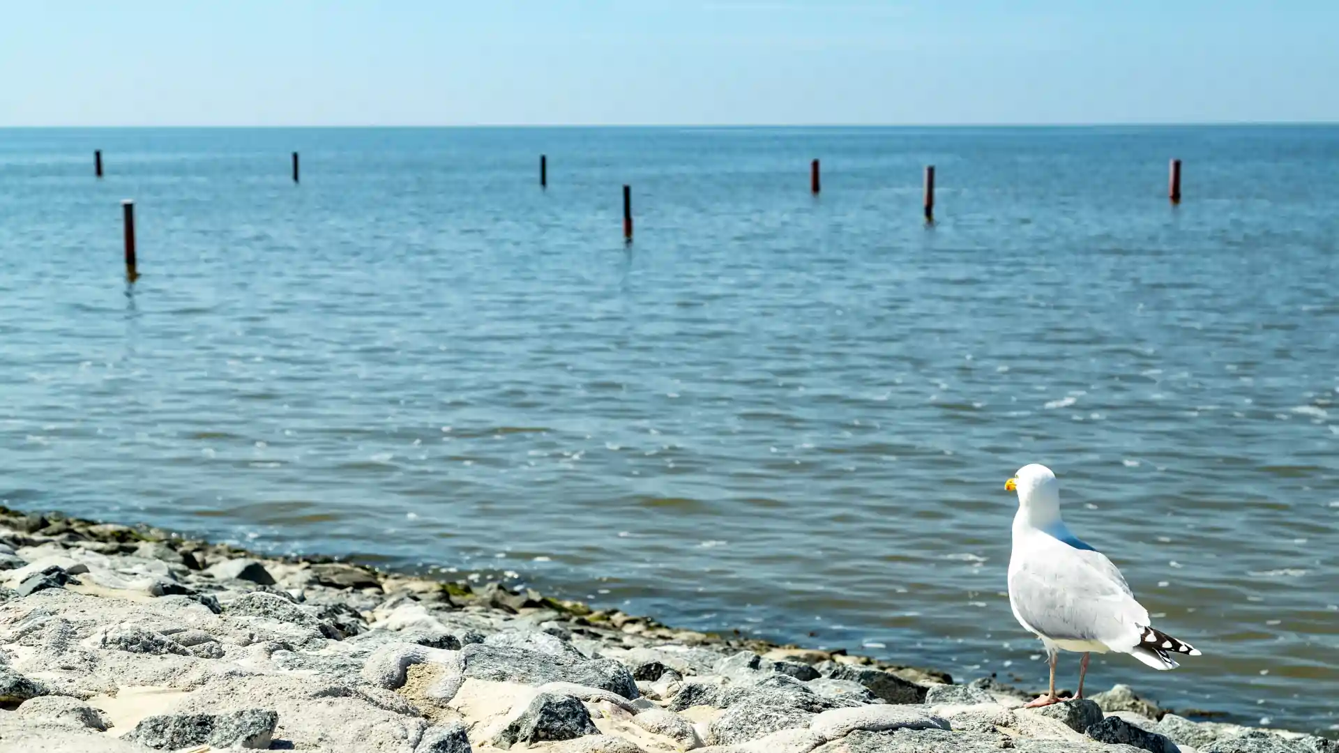 Möwe sitzt auf den Steinen am Nordseerand und beobachtet das ansteigende Wasser