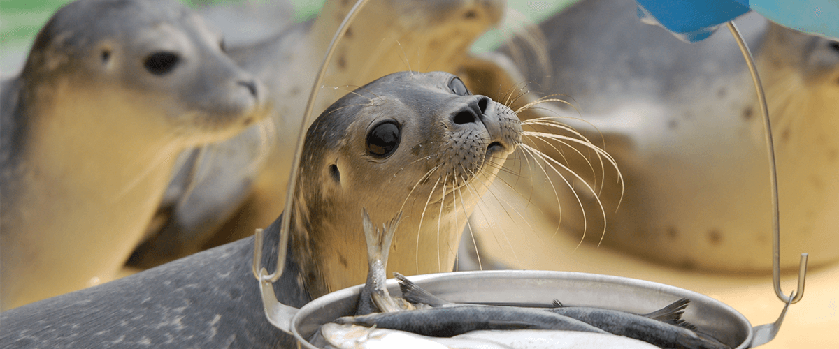 Seehunde in Norddeich warten sehnsüchtig auf ihr Essen