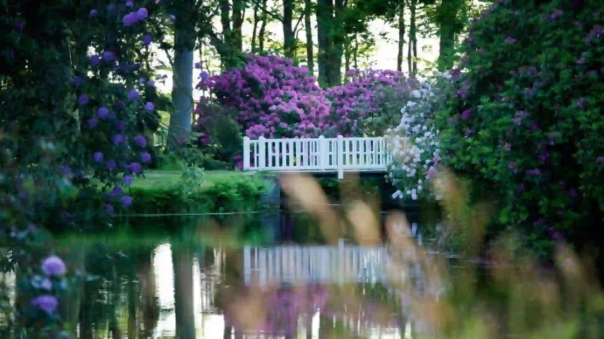 Blick in den blühenden Schlosspark Lütetsburg mit seinen Azaleen und Rhododendren