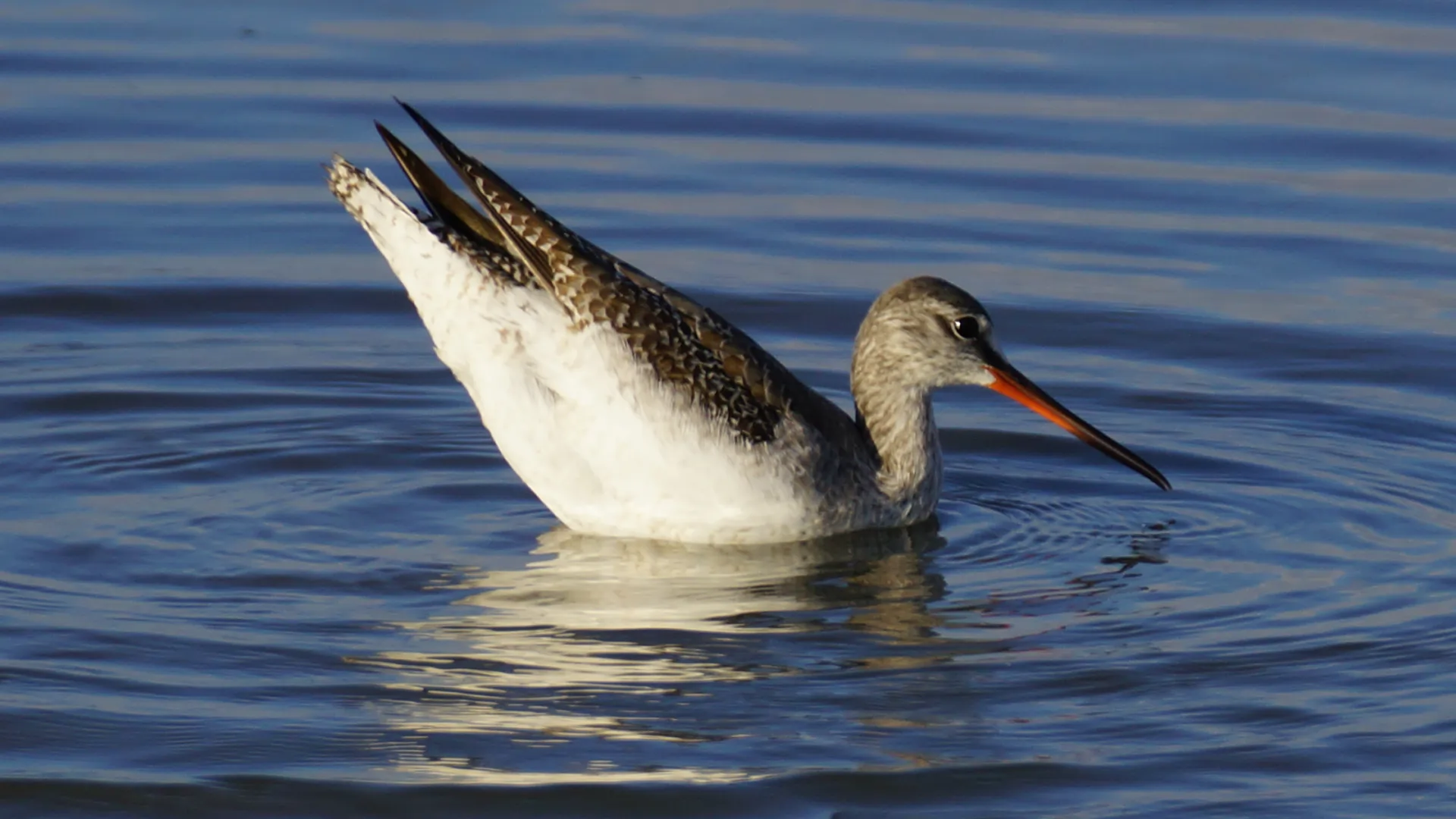 Die Uferschnepfe ein Zugvogel badend in der Nordsee